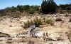 baja bones small.jpg (26308 bytes)